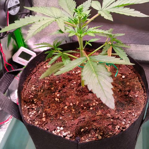 Auto Ultimate growlog timeline photo