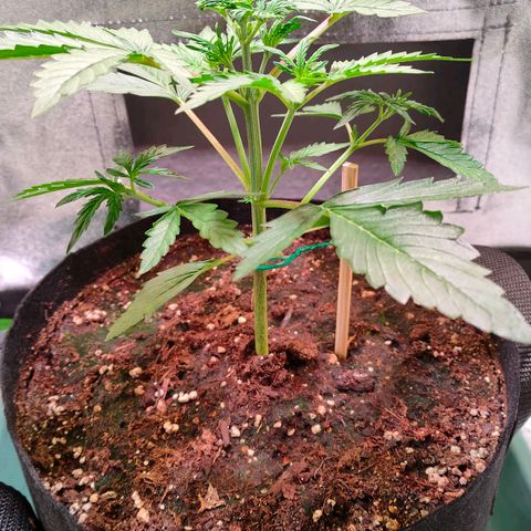 Auto Ultimate growlog timeline photo
