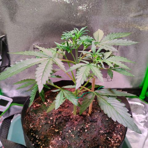 Auto Ultimate growlog timeline photo