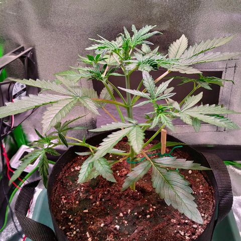 Auto Ultimate growlog timeline photo