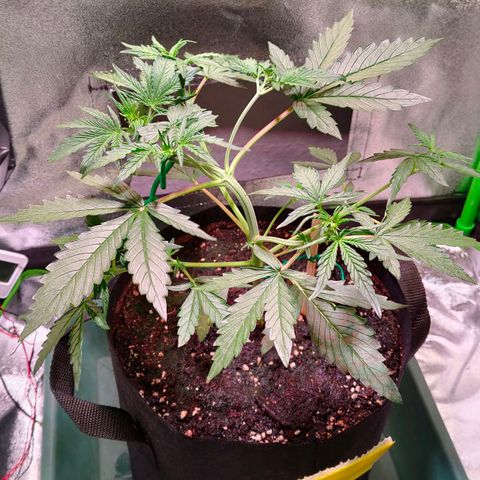 Auto Ultimate growlog timeline photo