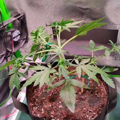 Auto Ultimate growlog timeline photo