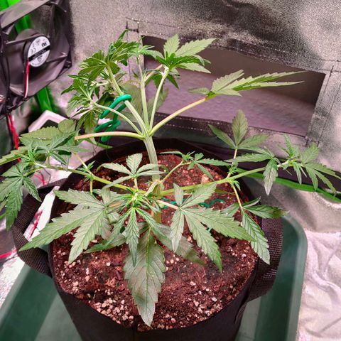 Auto Ultimate growlog timeline photo