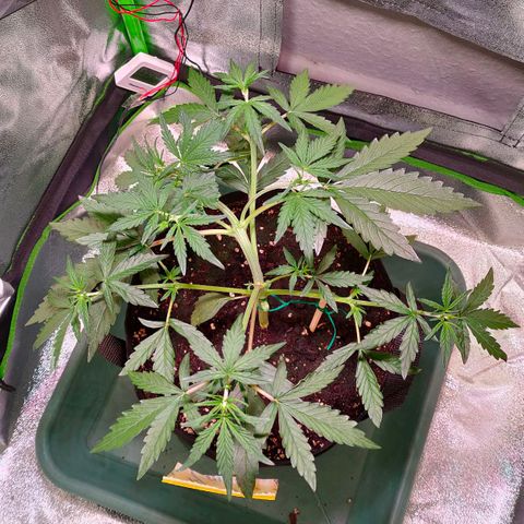 Auto Ultimate growlog timeline photo