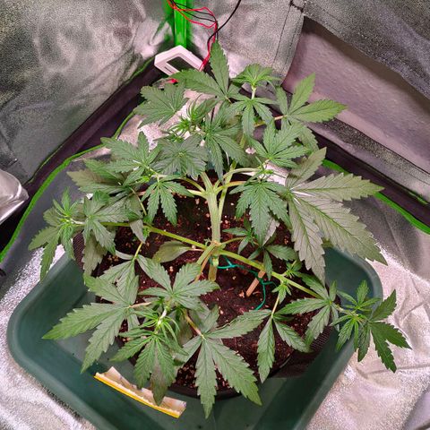 Auto Ultimate growlog timeline photo