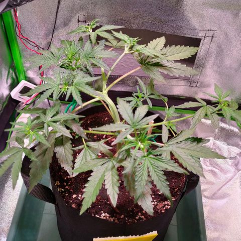 Auto Ultimate growlog timeline photo