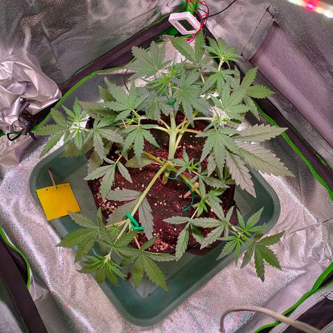 Auto Ultimate growlog timeline photo