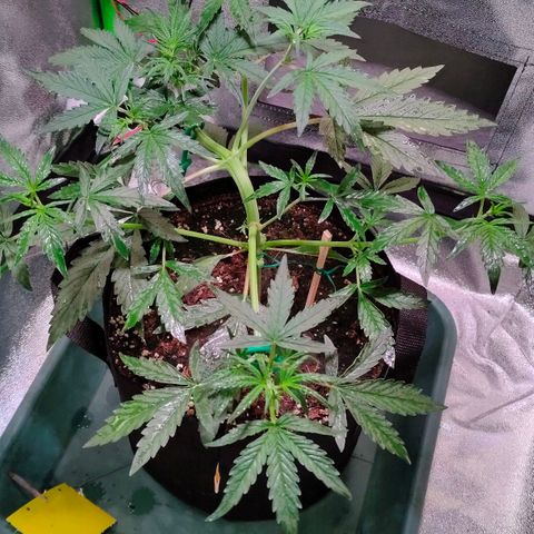 Auto Ultimate growlog timeline photo
