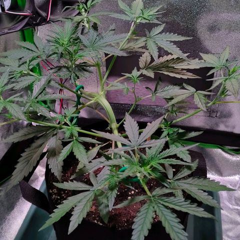 Auto Ultimate growlog timeline photo