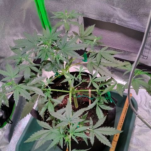 Auto Ultimate growlog timeline photo