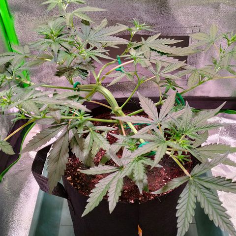 Auto Ultimate growlog timeline photo