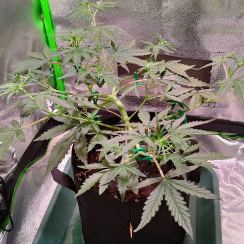 Auto Ultimate growlog timeline photo