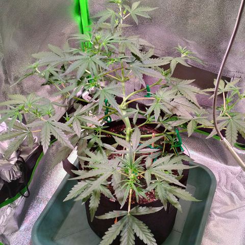 Auto Ultimate growlog timeline photo