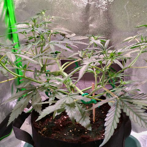 Auto Ultimate growlog timeline photo