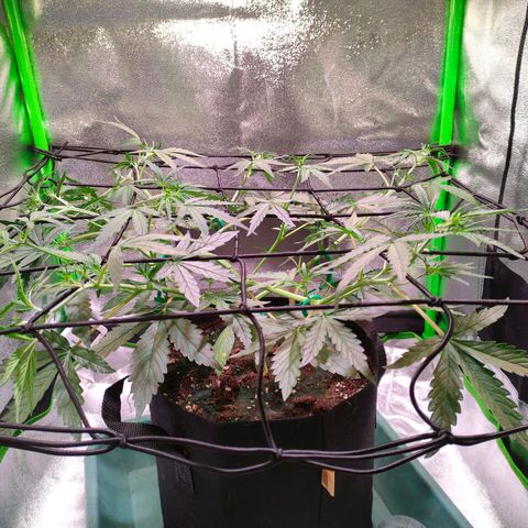 Auto Ultimate growlog timeline photo
