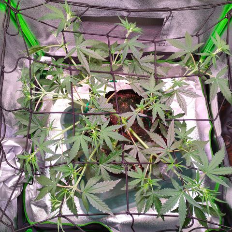Auto Ultimate growlog timeline photo