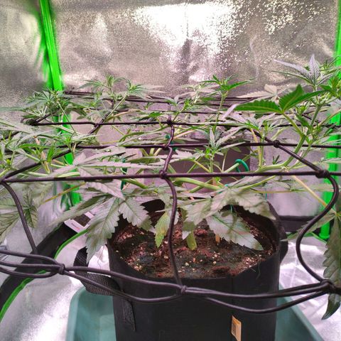 Auto Ultimate growlog timeline photo