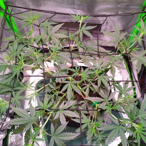 Auto Ultimate growlog timeline photo