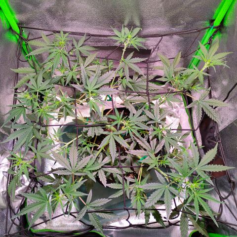 Auto Ultimate growlog timeline photo