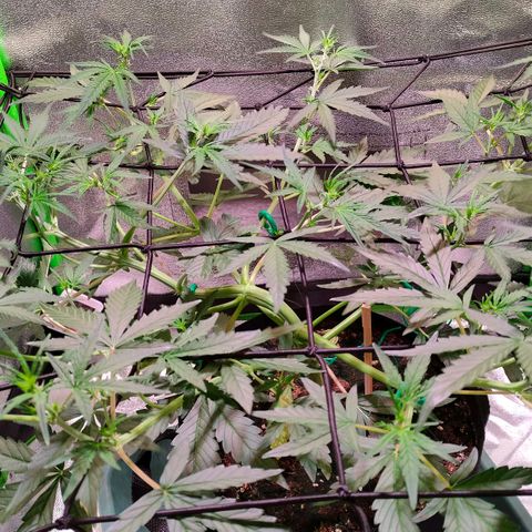 Auto Ultimate growlog timeline photo