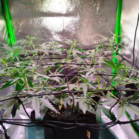 Auto Ultimate growlog timeline photo