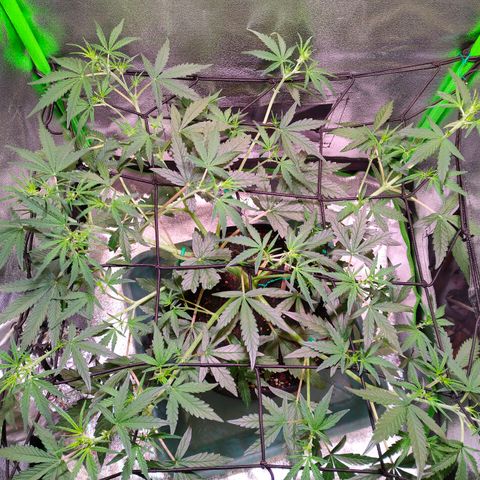 Auto Ultimate growlog timeline photo
