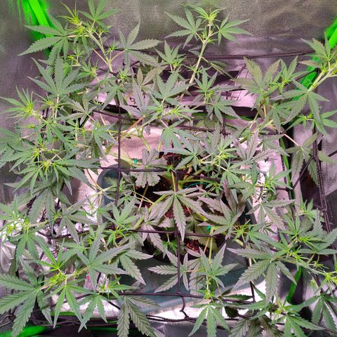 Auto Ultimate growlog timeline photo