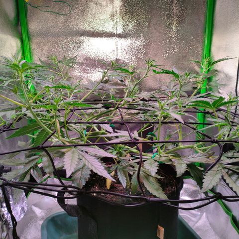 Auto Ultimate growlog timeline photo