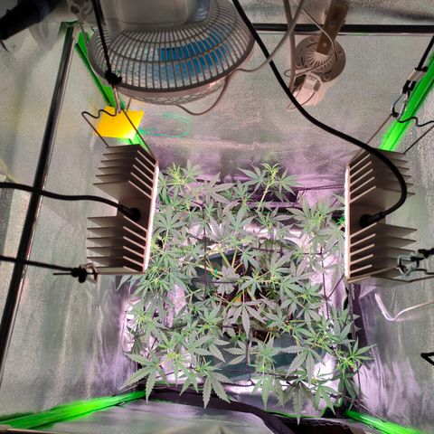 Auto Ultimate growlog timeline photo