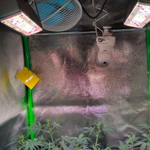 Auto Ultimate growlog timeline photo