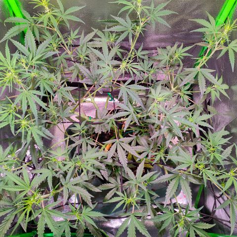 Auto Ultimate growlog timeline photo
