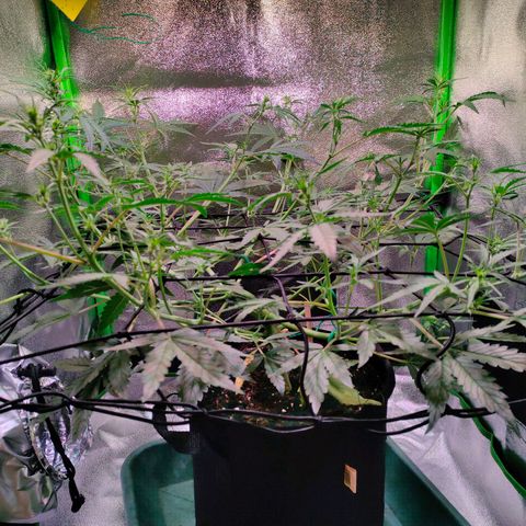 Auto Ultimate growlog timeline photo