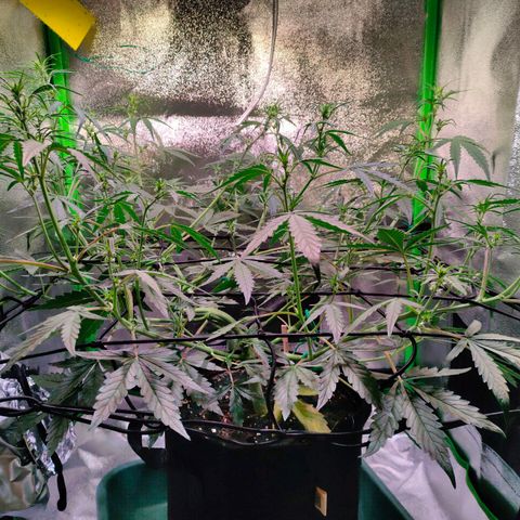 Auto Ultimate growlog timeline photo