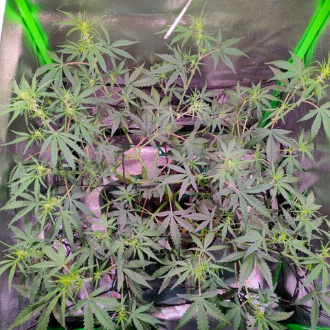 Auto Ultimate growlog timeline photo