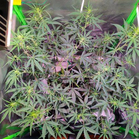 Auto Ultimate growlog timeline photo