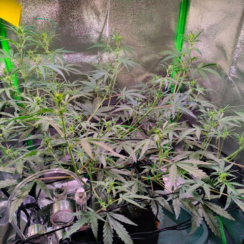 Auto Ultimate growlog timeline photo