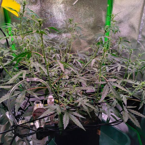 Auto Ultimate growlog timeline photo
