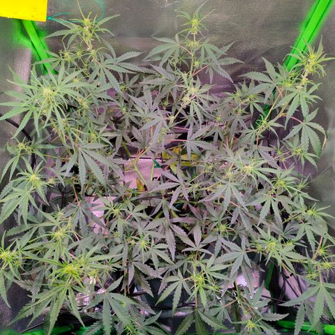 Auto Ultimate growlog timeline photo