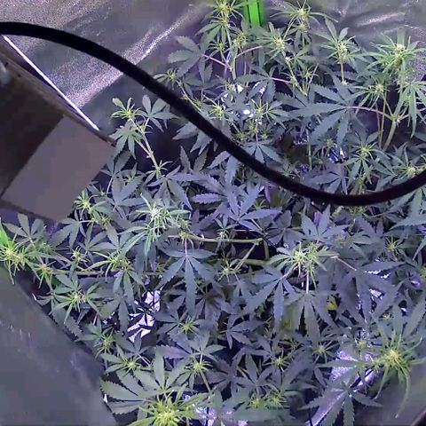 Auto Ultimate growlog timeline photo