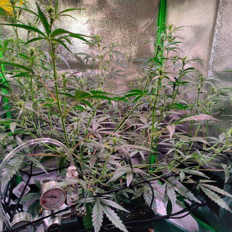 Auto Ultimate growlog timeline photo