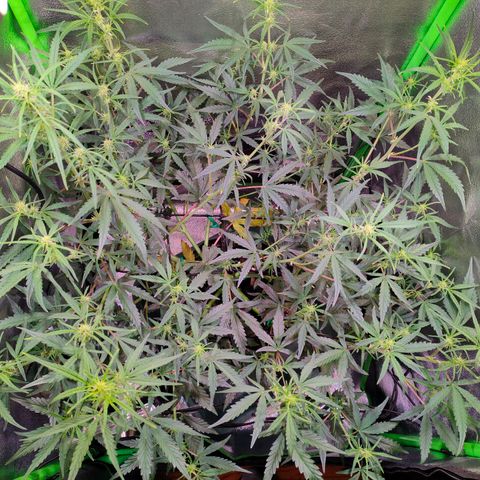 Auto Ultimate growlog timeline photo