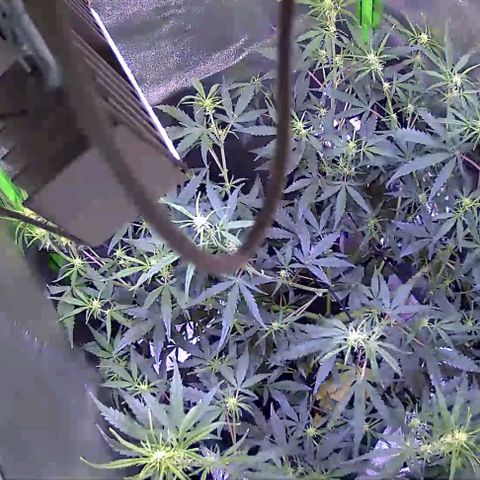 Auto Ultimate growlog timeline photo