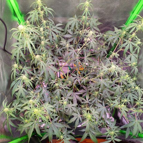 Auto Ultimate growlog timeline photo