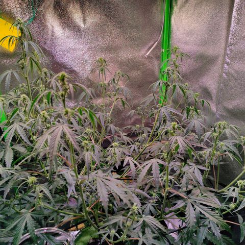 Auto Ultimate growlog timeline photo
