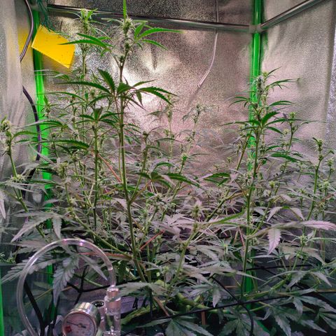 Auto Ultimate growlog timeline photo