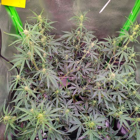 Auto Ultimate growlog timeline photo