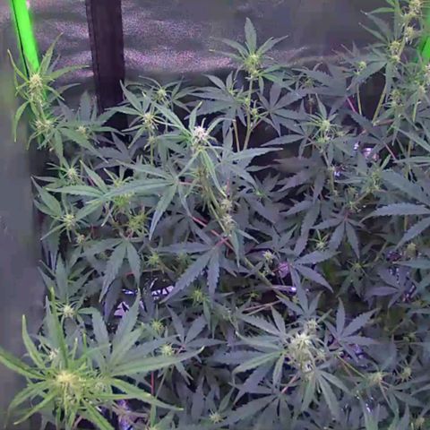 Auto Ultimate growlog timeline photo