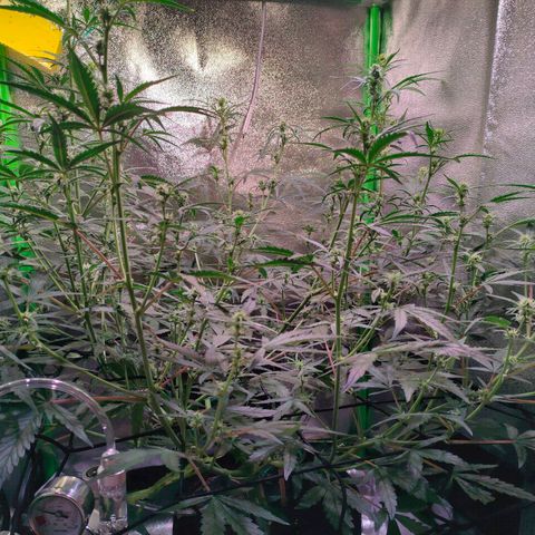 Auto Ultimate growlog timeline photo