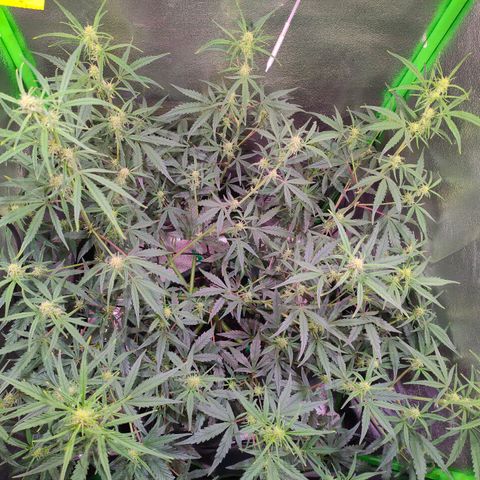 Auto Ultimate growlog timeline photo