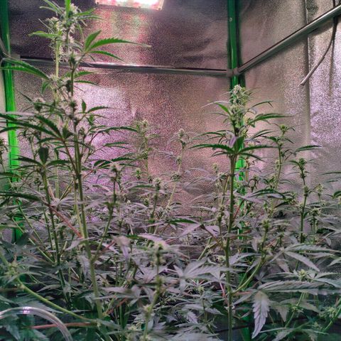 Auto Ultimate growlog timeline photo